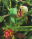 Elizabeth Arden Green Tea Tropical